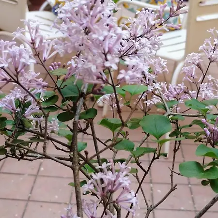 Casa vacanze Pina *